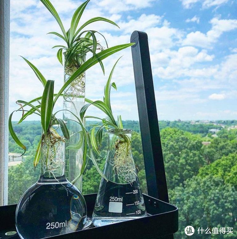 种花搞得家里尘土飞扬?养水培植物啊!