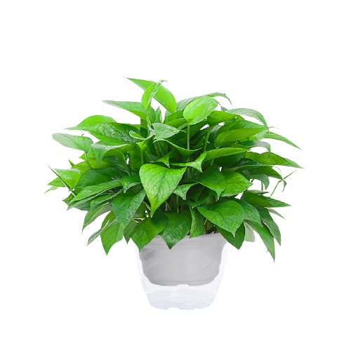 植物养护-我的绿萝在生长