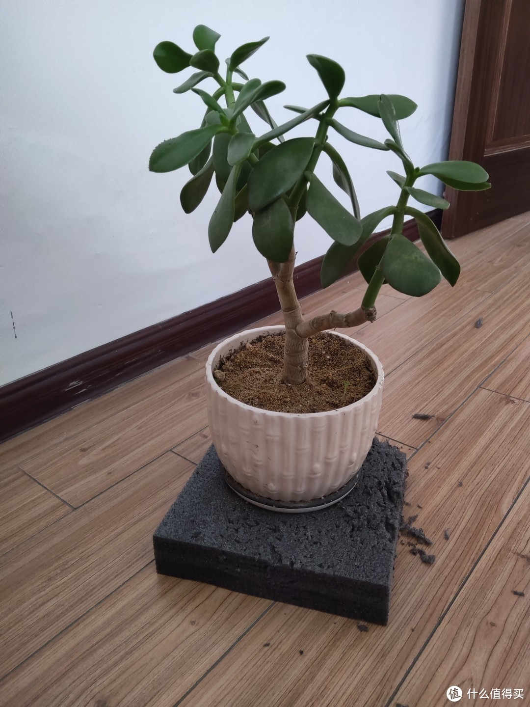 好养活的绿植 玉树的养护指南