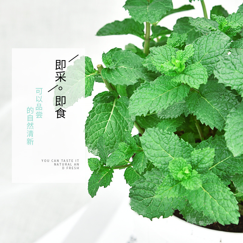 轻松防蚊虫的绿植推荐，清新又健康