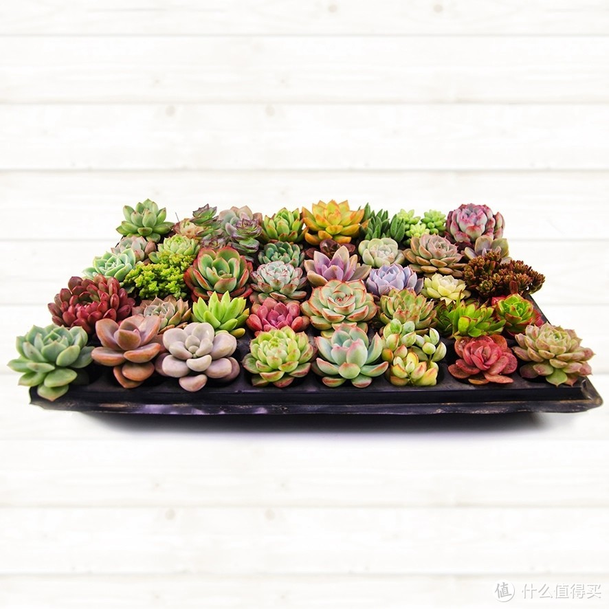 绿植好物推荐:打造健康生活,从选择绿植开始