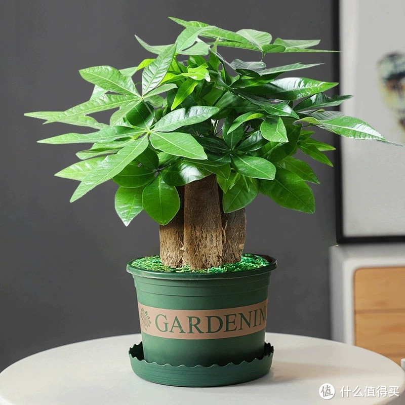 冬季绿植选购攻略:如何选择适合自己的植物?