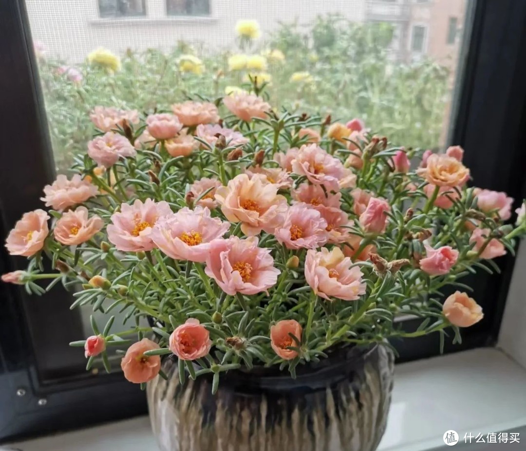 太阳花别土栽了,换个方法这样养,碧绿清透开花多