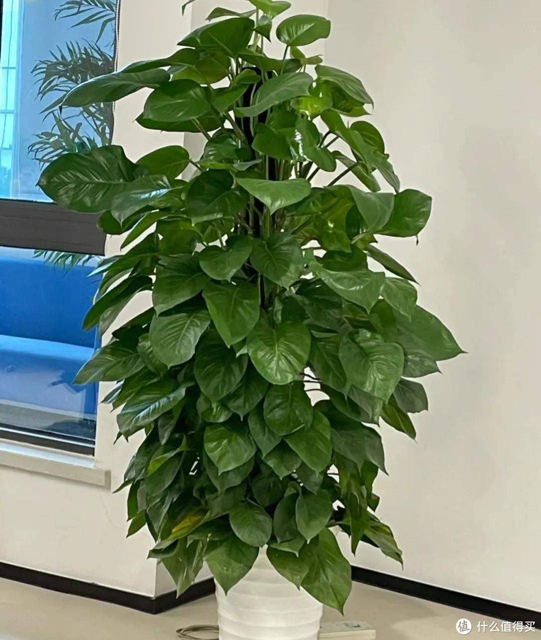 家里为什么不能养绿萝?前辈的经验要听一听