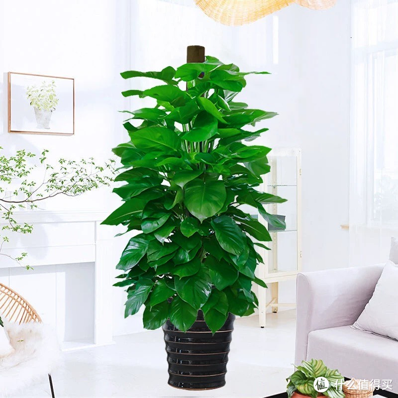 新手必看!超实用家装绿植选购指南,你家有需要吗?
