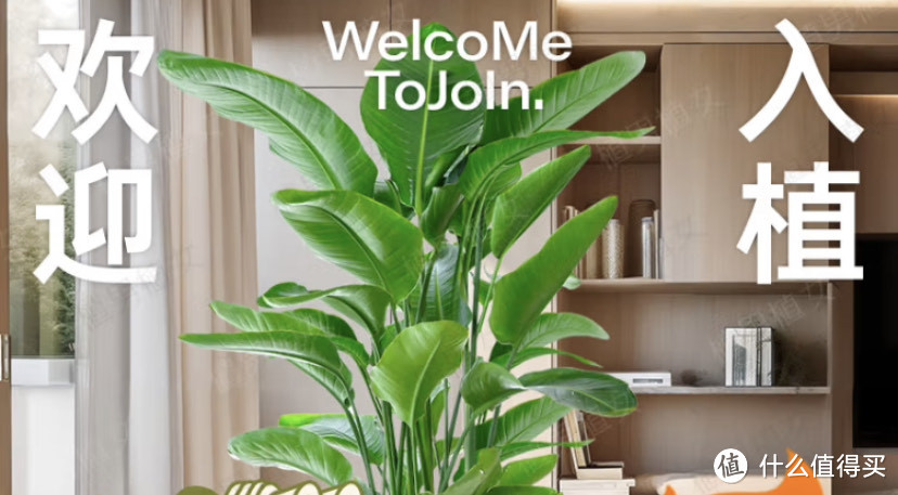 绿植谁不喜欢呢?绿植选购指南来啦